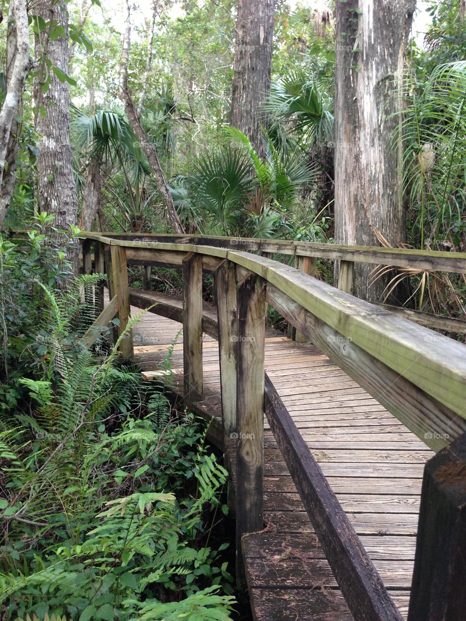 Boardwalk into the woods.