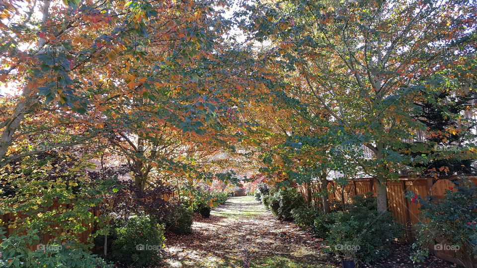 pathway between buildings or homes