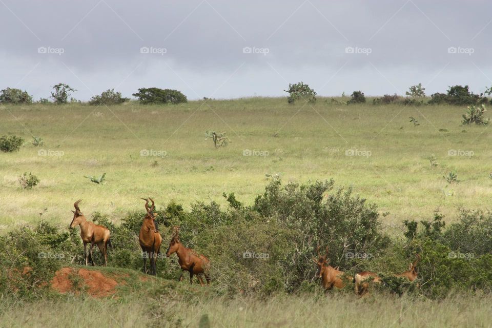 beautiful scene of red hartebeest on a mound.