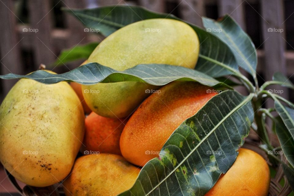 Wikipedia : Mangoes belong to the Mangifera clan, which consists of 35-40 members and the Anacardiaceae tribe.  The scientific name is Mangifera indica.  This name roughly means: "(tree) that has mango fruit, originating from India".