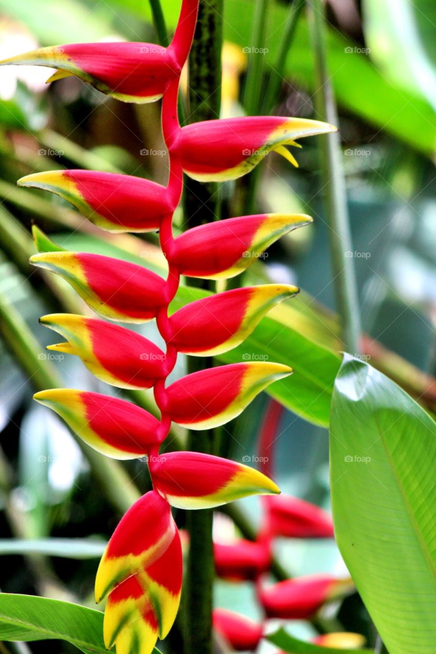 Bird of Paradise