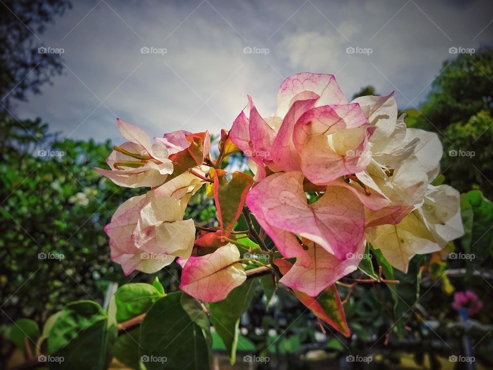 Close shot of Bougainvillea flower captured during the day at Maldives.