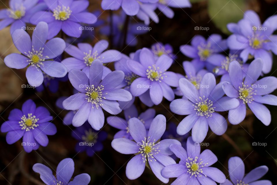 The most beautiful purple view from above