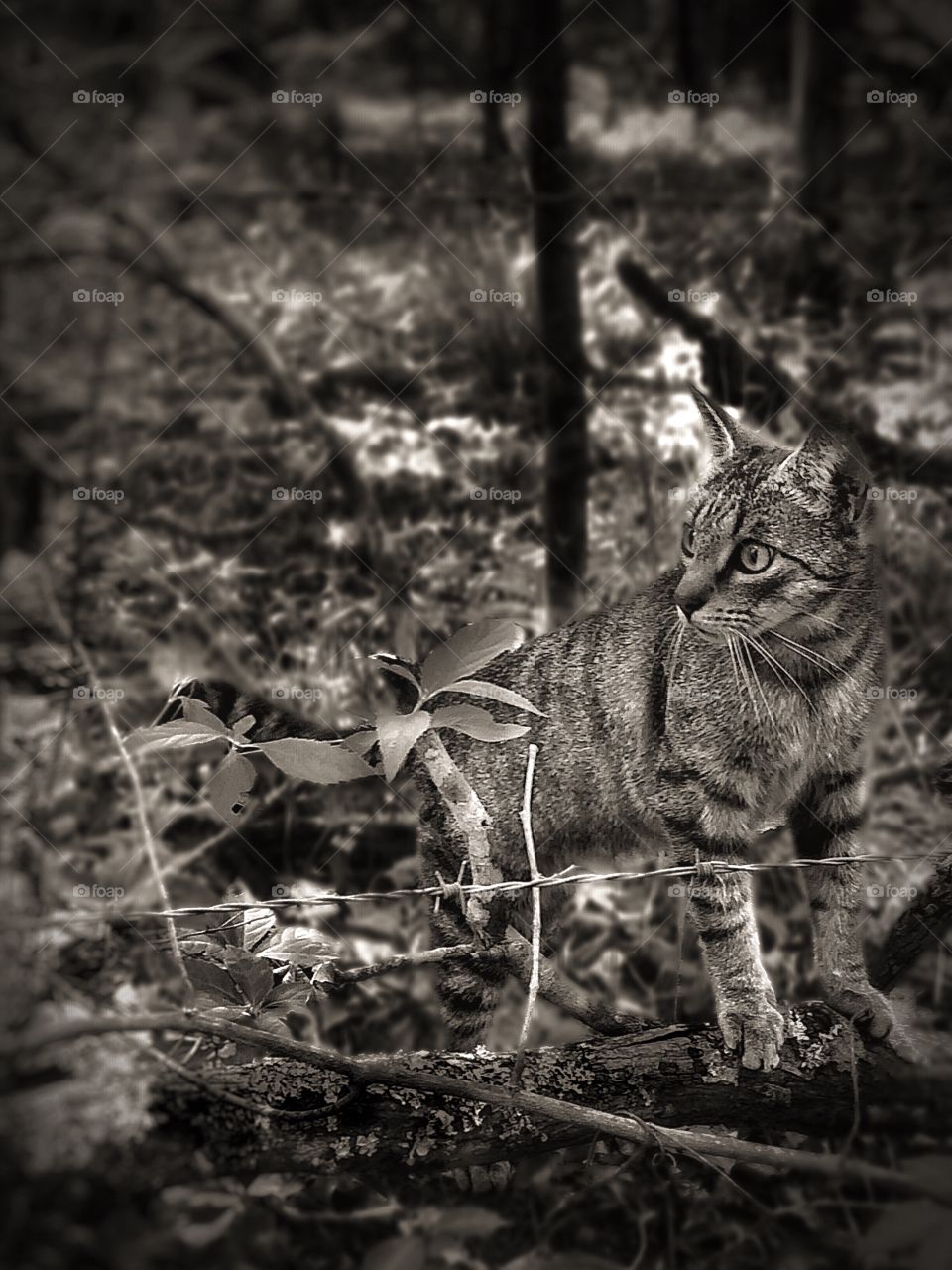 Benjamin Linus Time Slip