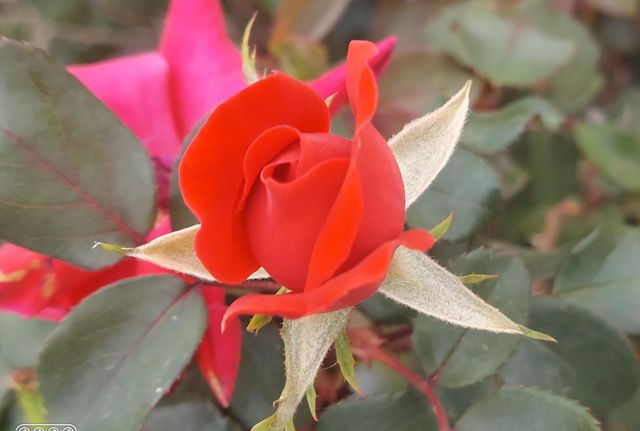Red Rosette