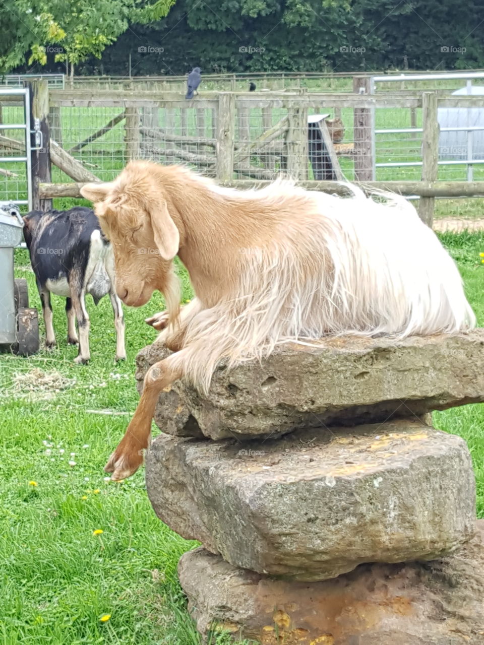 goat on a rock