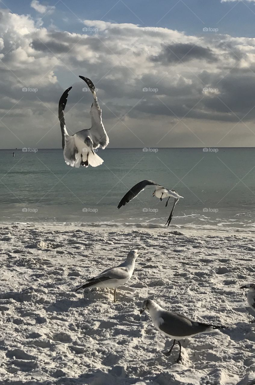 Seagulls In Flight