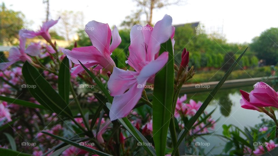 beautiful pink flower