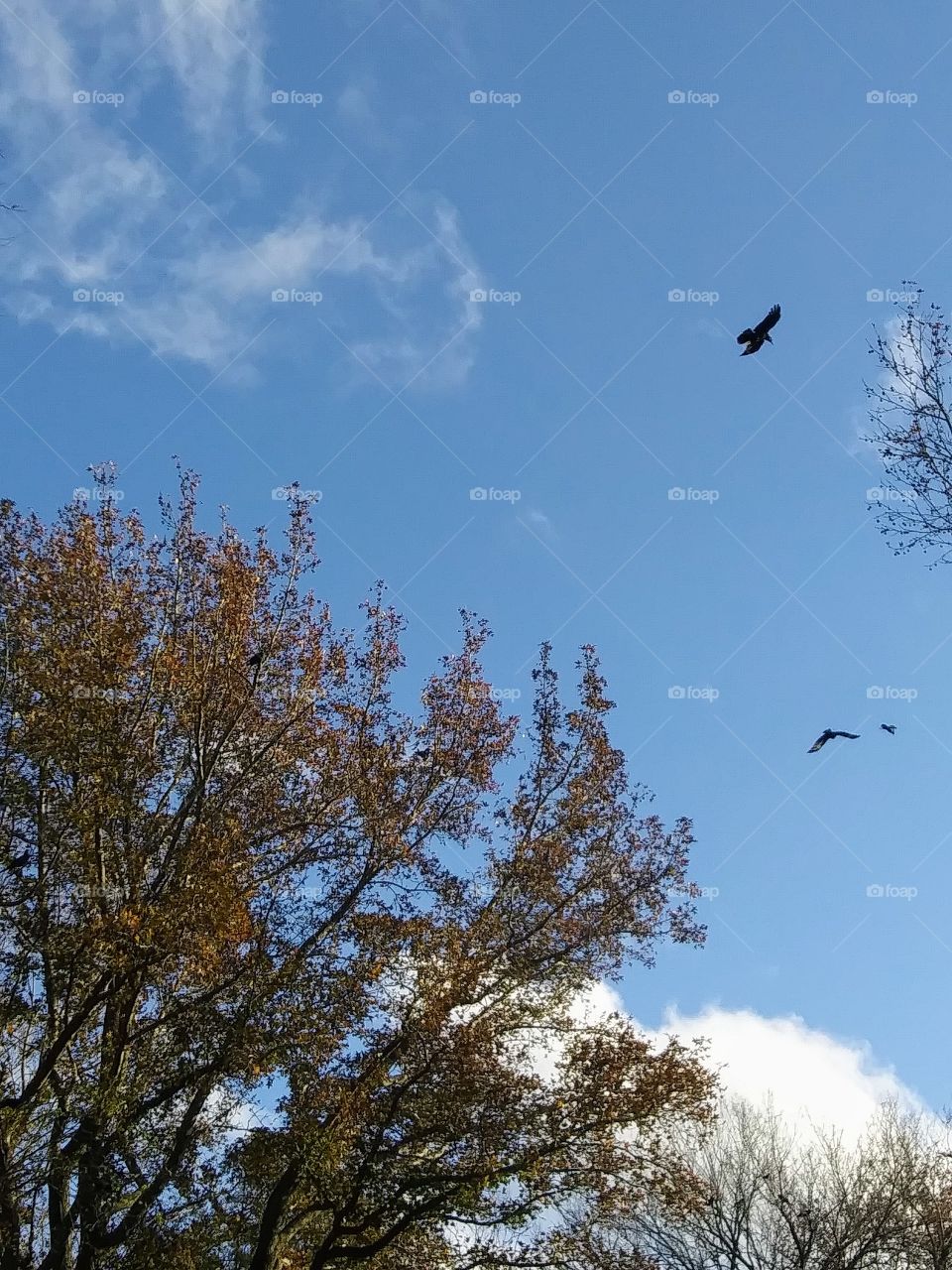 crows in flight