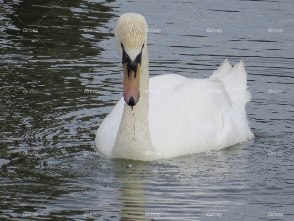 Swan out for a swim