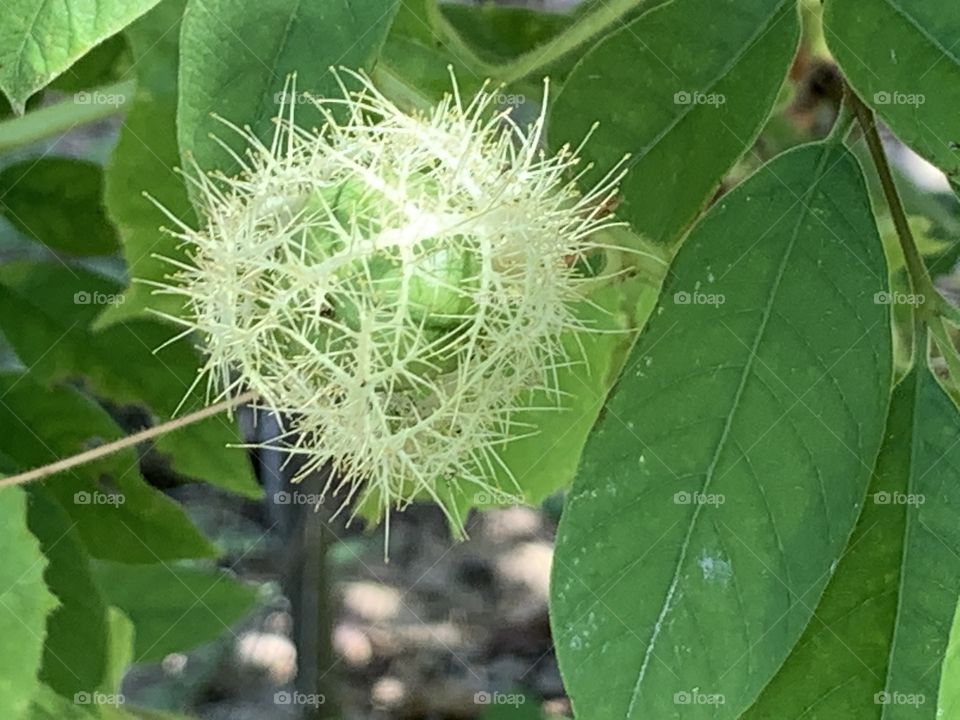 Shape of the plants, Countryside ( Thailand)