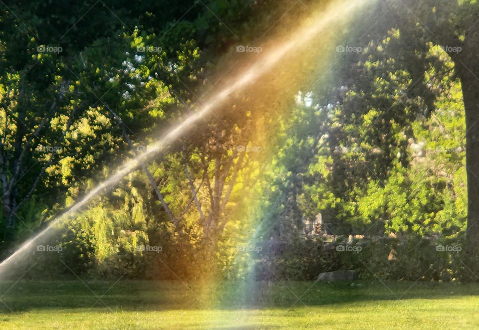 a colorful spontaneous rainbow created by a lawn sprinkler captured in an Oregon park