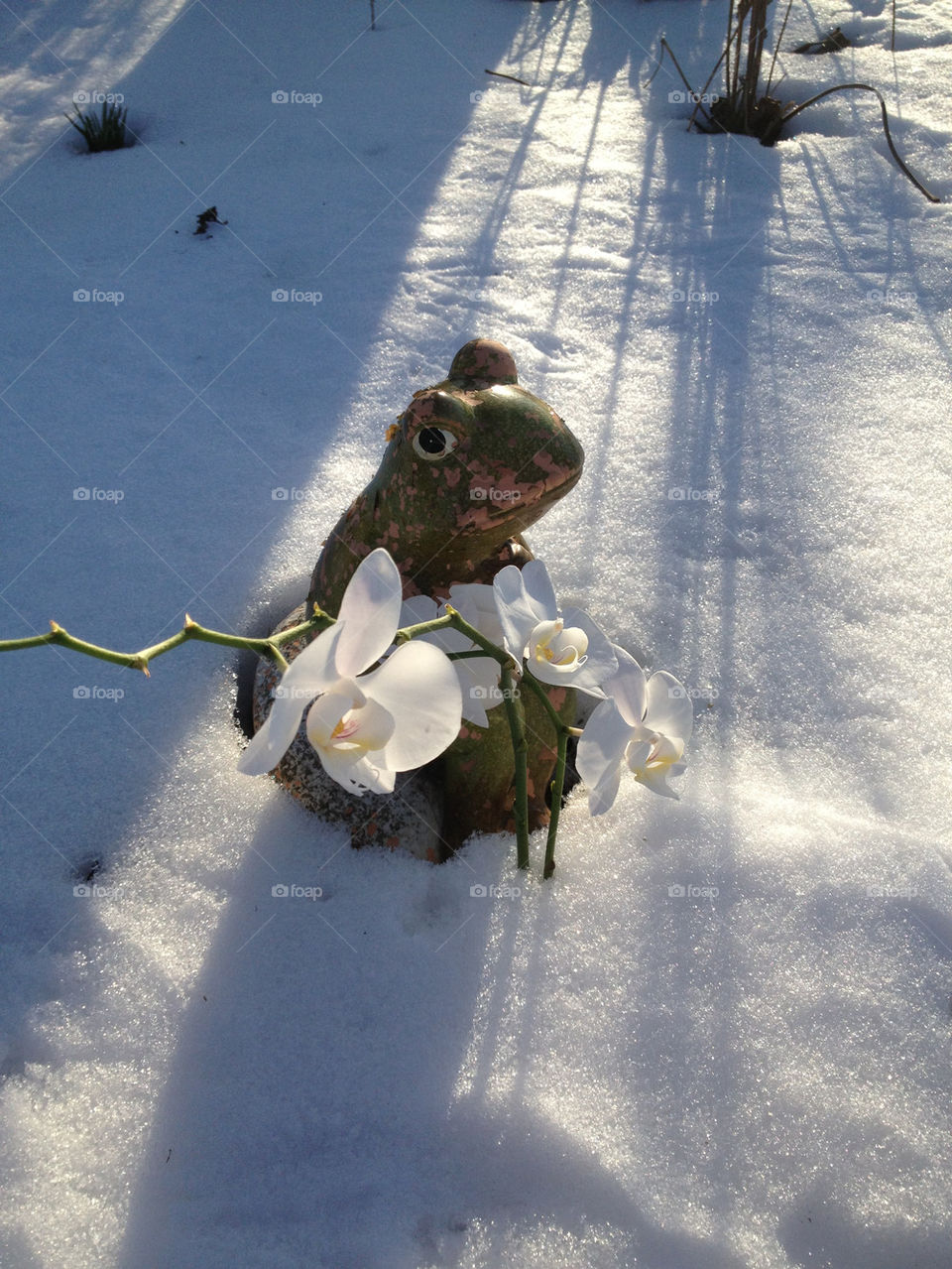 snow sunshine frog orkide by liselott