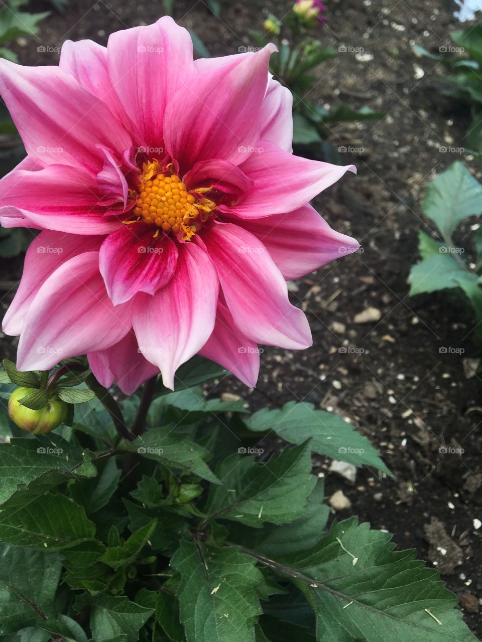 A bright pink flower in a garden