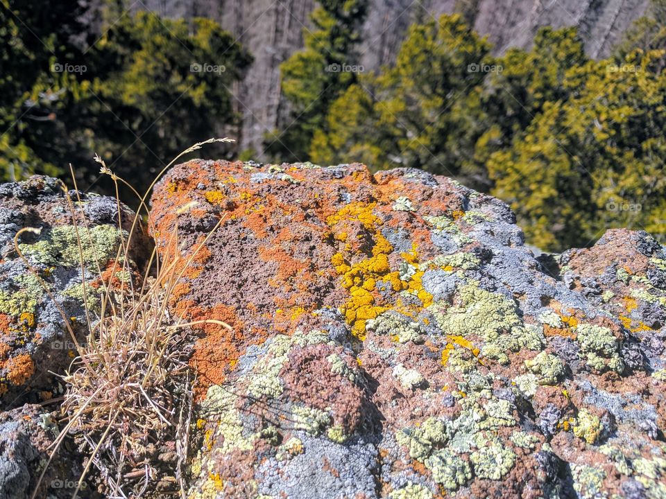 Rock boulder covered in lichen and moss overlooking forest