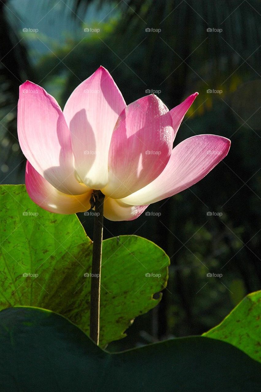 Lotus
