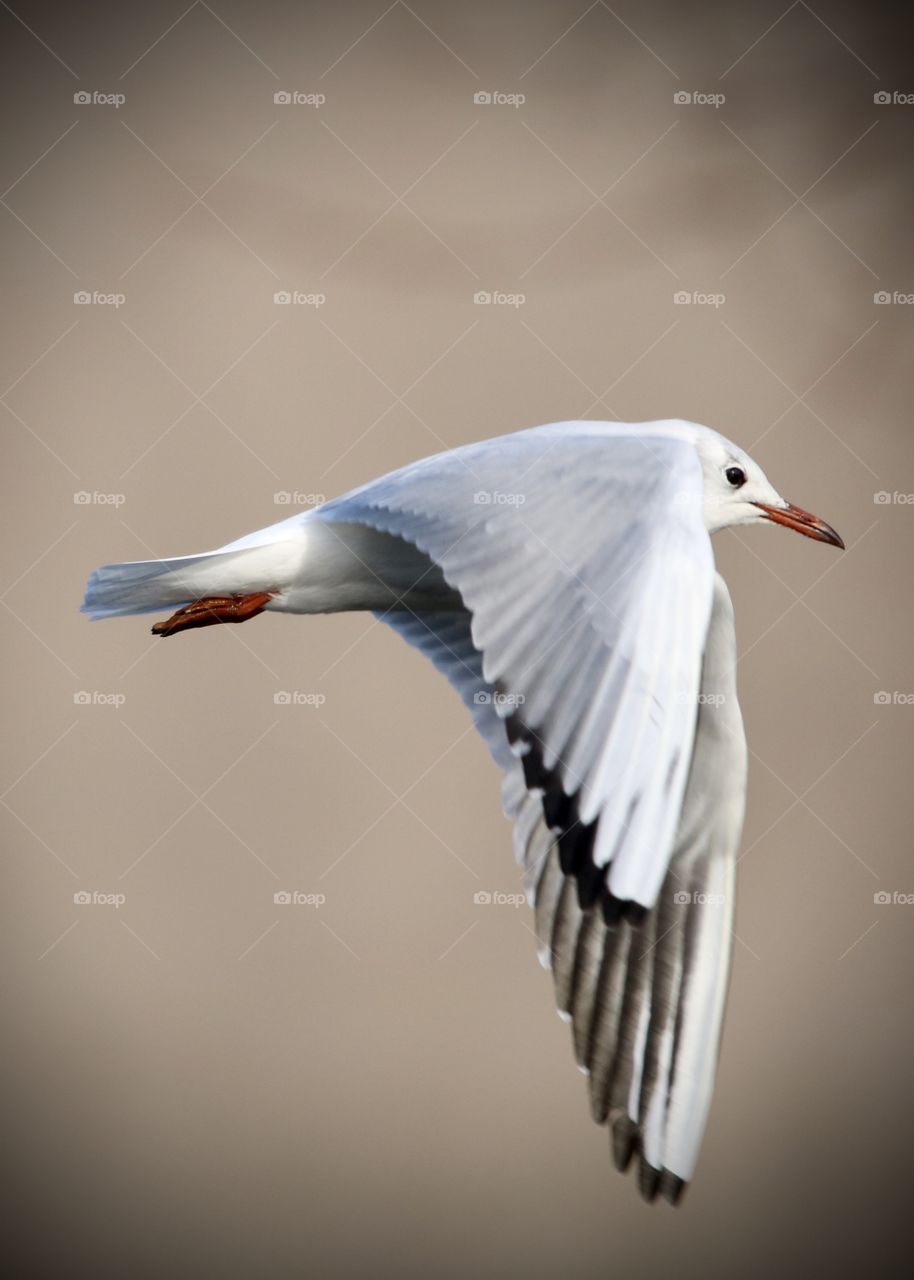 seagull in flight