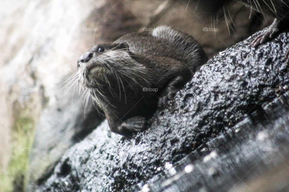 Just an otter