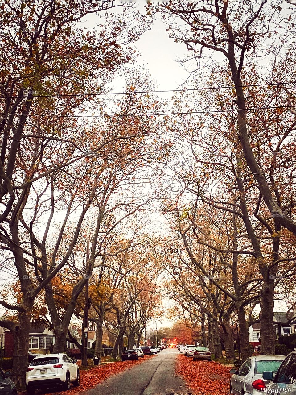 “There is something incredibly nostalgic and significant about the annual cascade of Autumn leaves.”