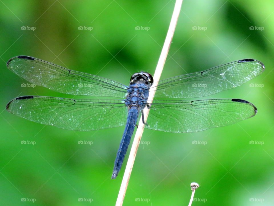 slaty dragonfly