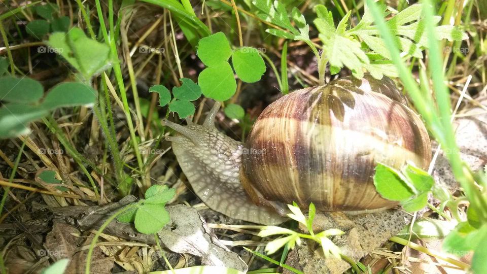 Snail in green grass