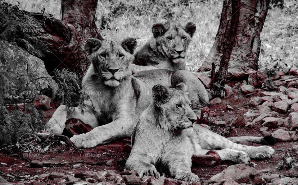 This is a lion pride image where I brought out all of the reds.