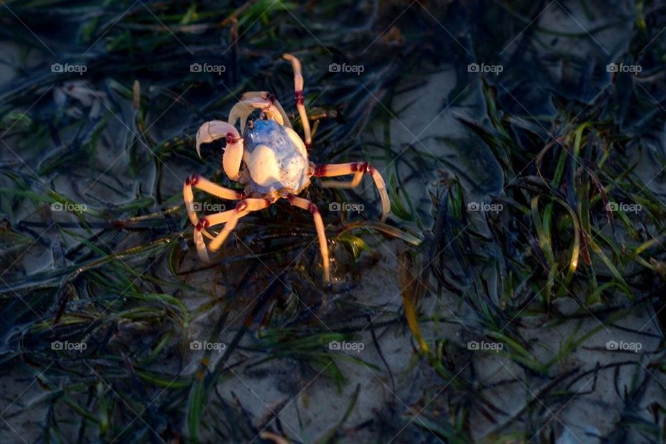 Soldier crab