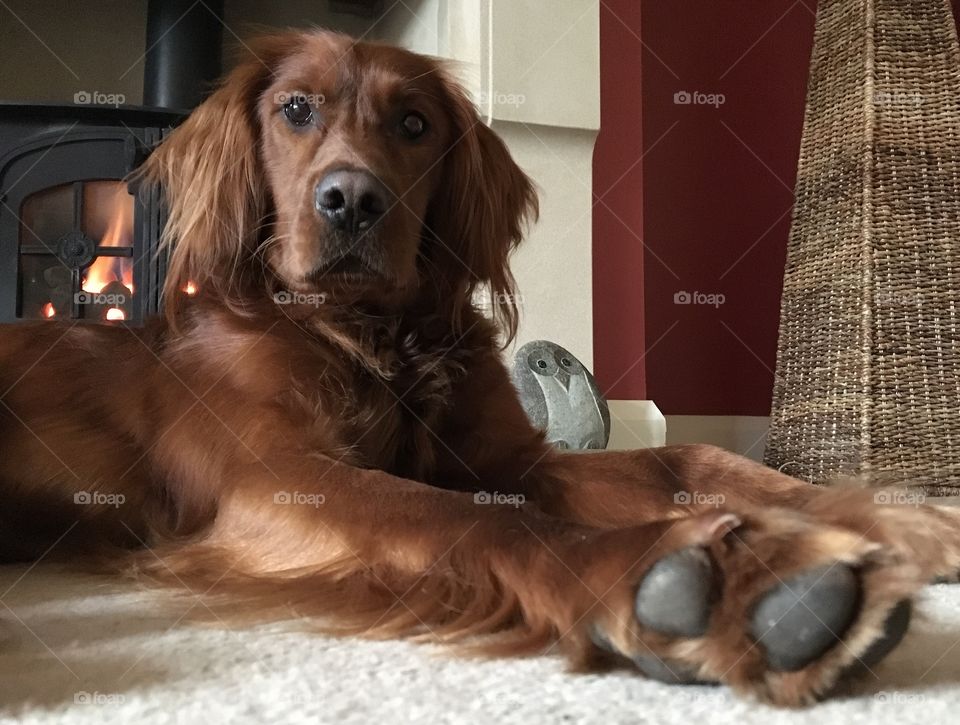 Dog sat by the fire looking at me with a look that says “What are you doing ?”