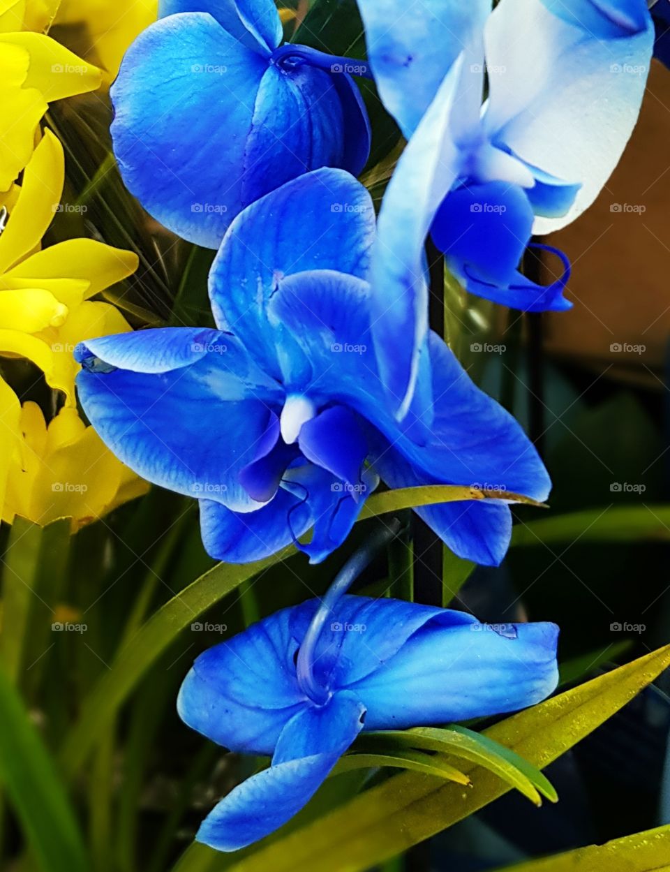 Blue orchid