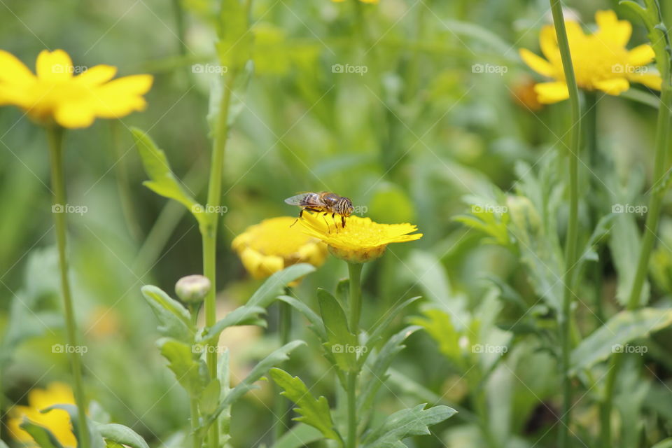 honey bee, sun flower, yellow , garden