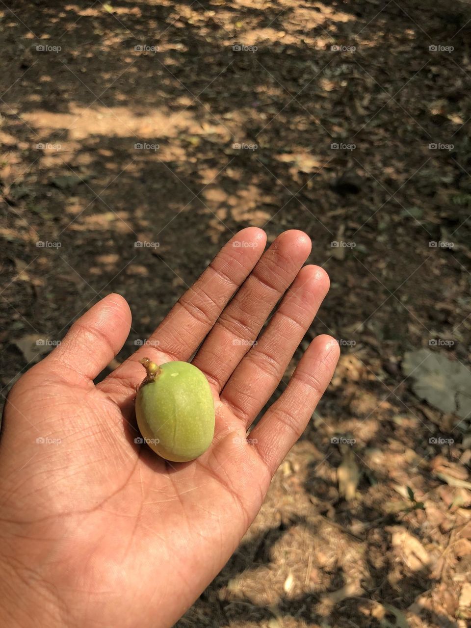 Its capture on my mobile phone, lights falling in the small mango captured by me