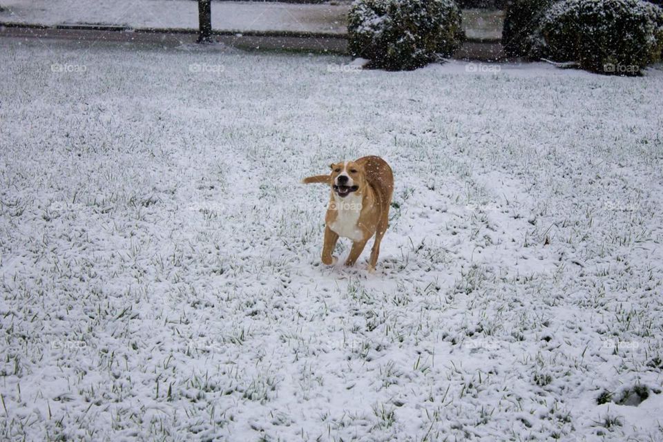 excited puppy in the snow