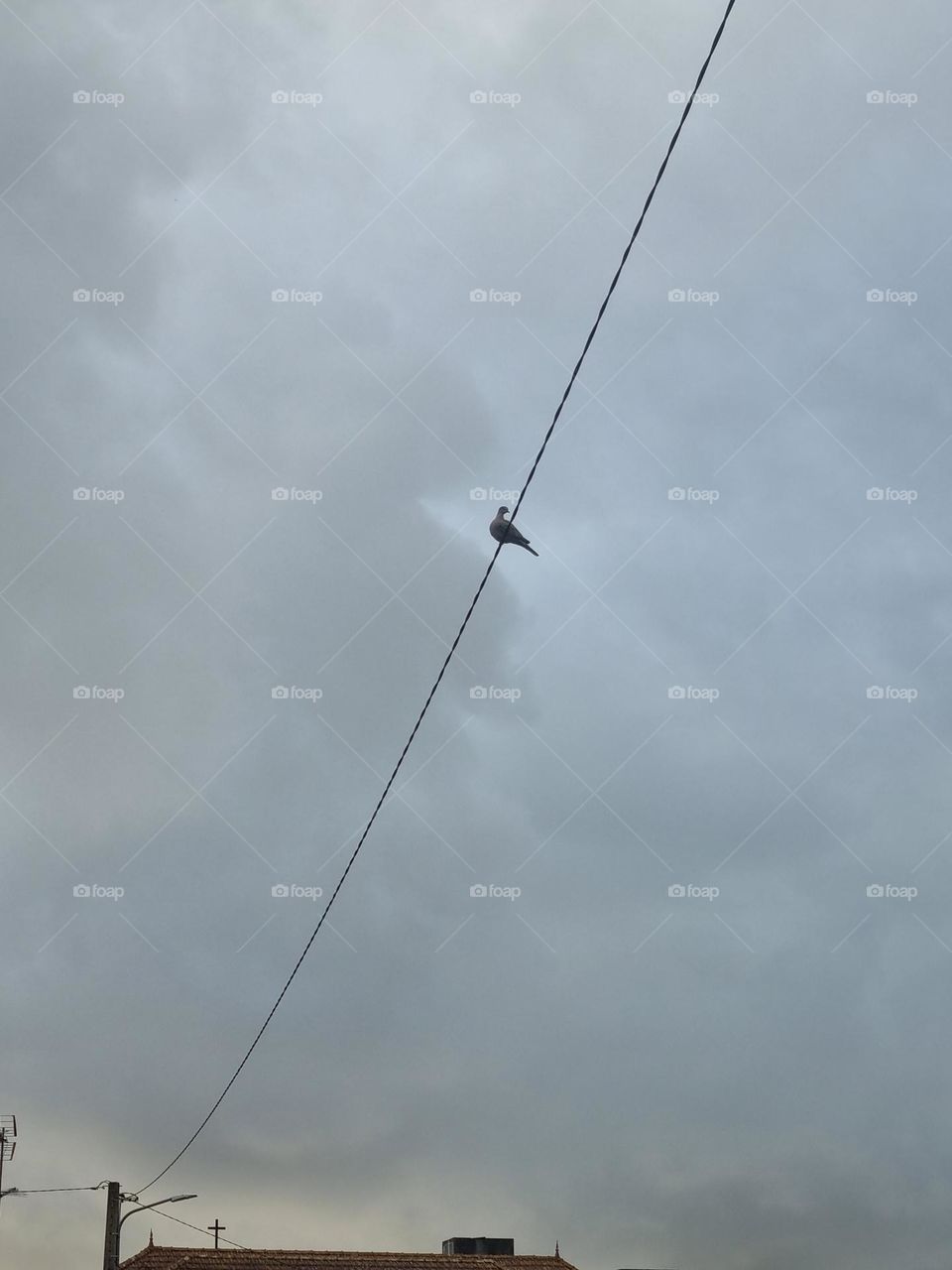 Bird on top of the electricity wire