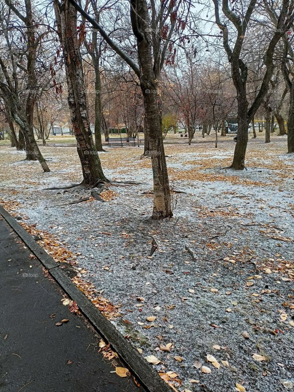 cold autumn, rain, snow, snow with rain, october, cold, trees, dry leaves, autumn in the city, park