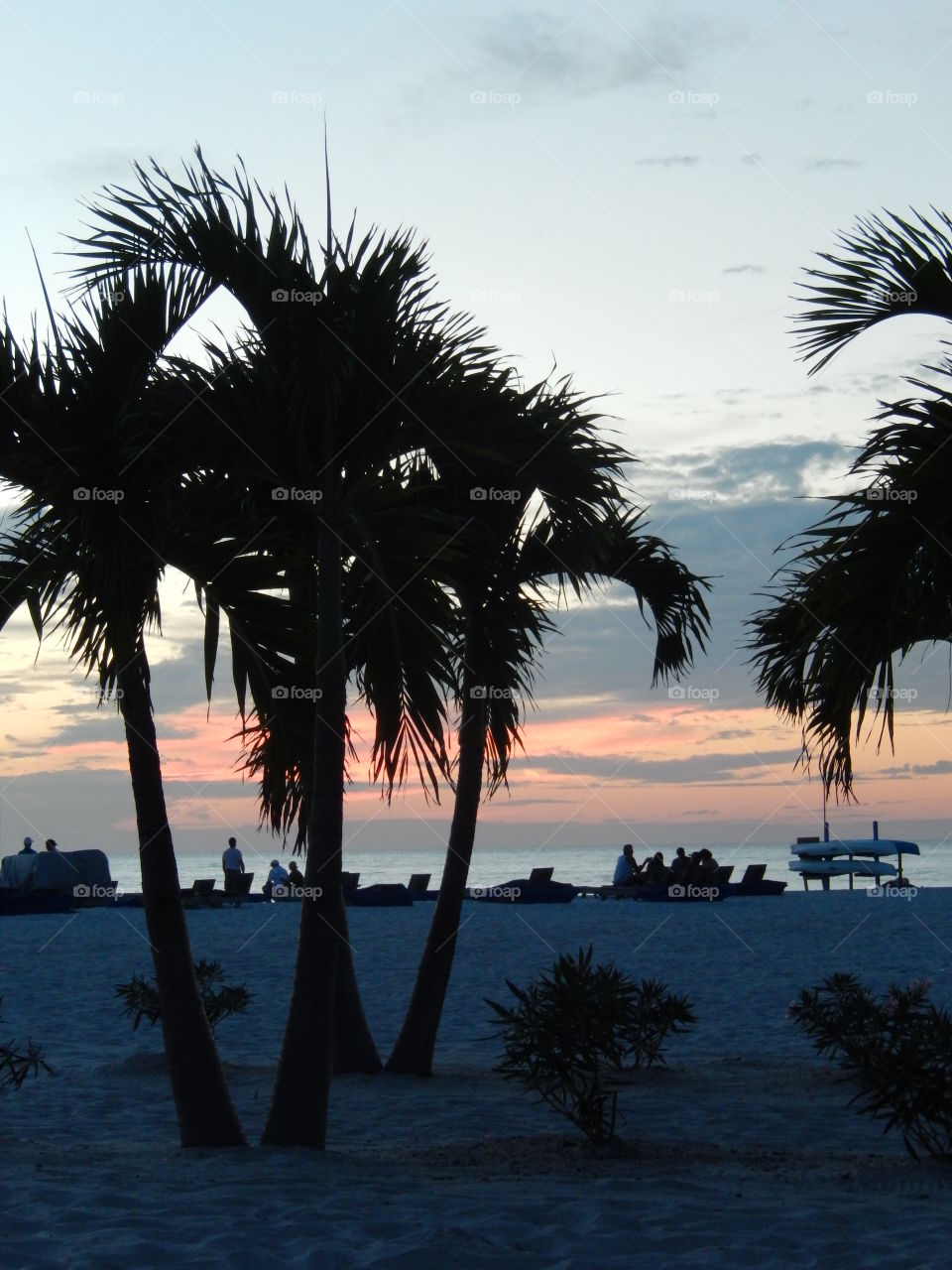 Silhouetted palm trees at beach
