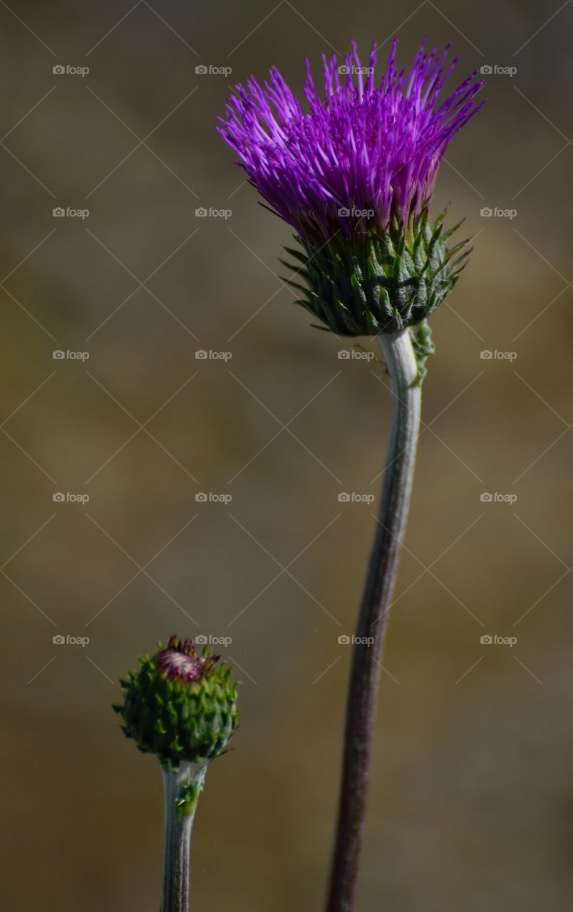 Closeup photo of thistle flowers