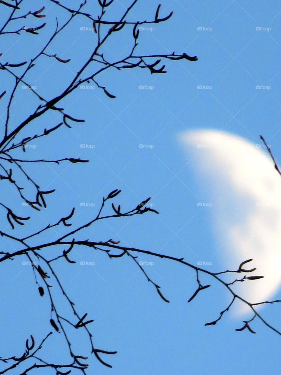 daytime moon