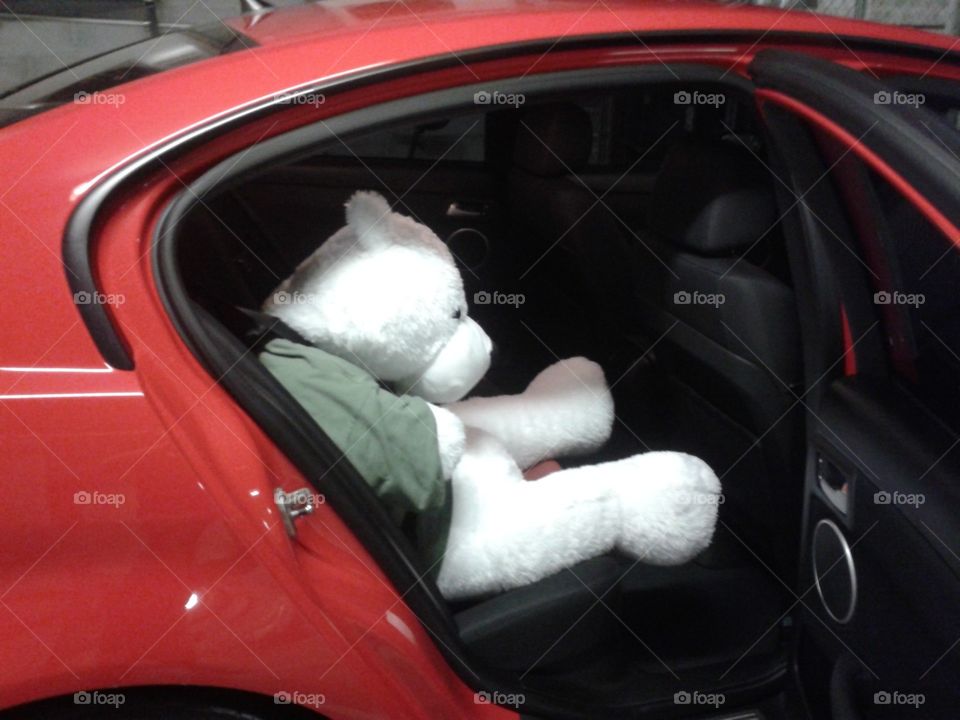 Polar Bear wearing safety belt for car ride