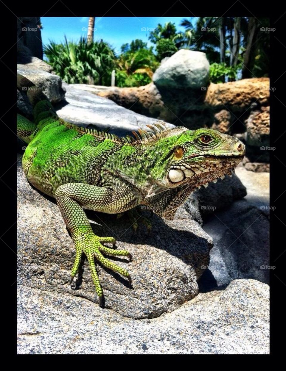 Iguana