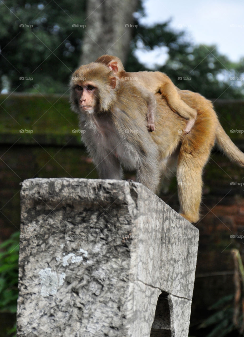 monkey family in Kathmandu