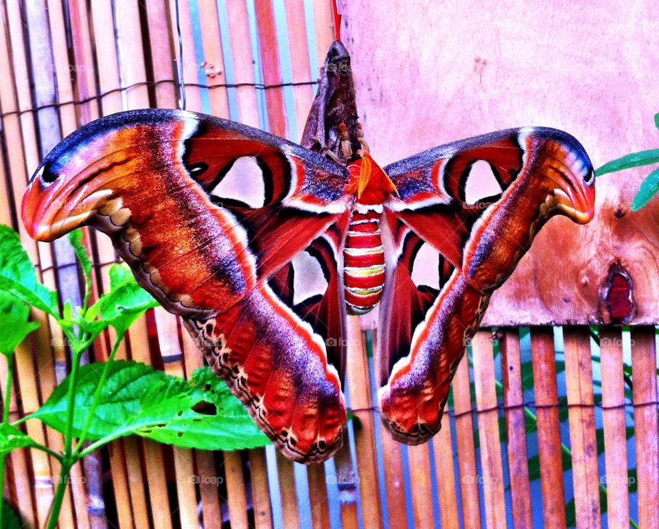 nature colourful butterfly beautiful by binkyboo