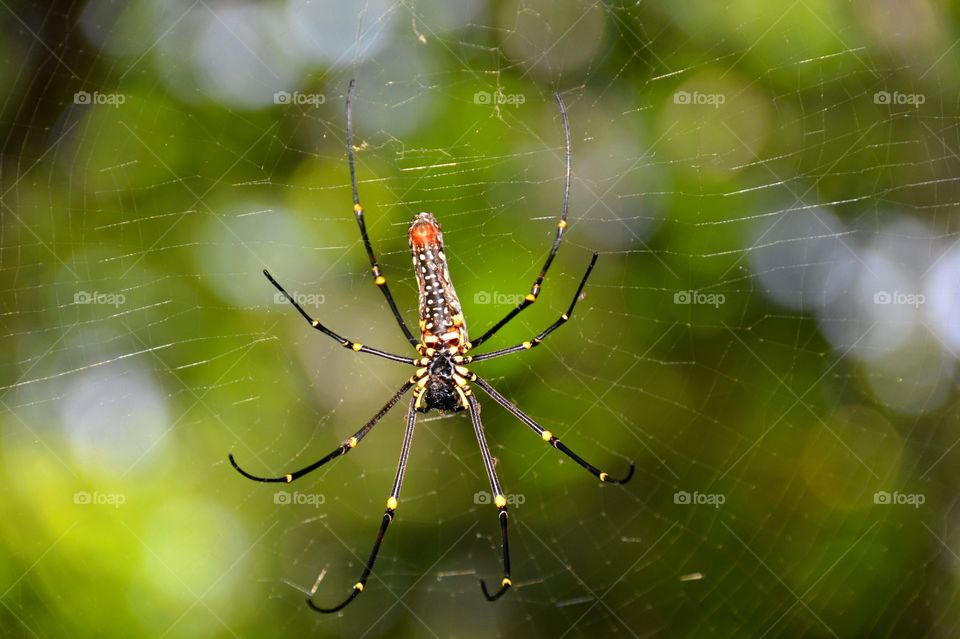 Underside of golden orb spider