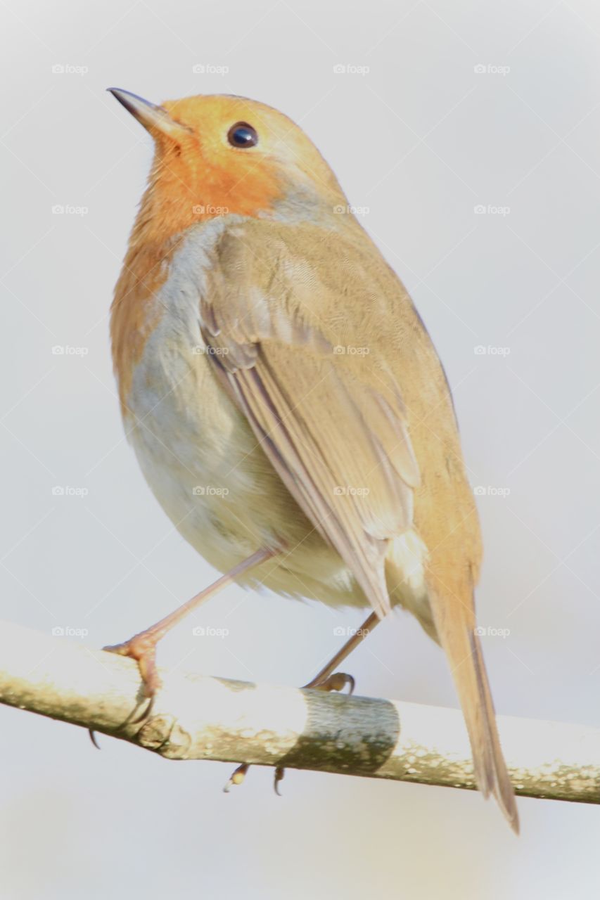 Robin