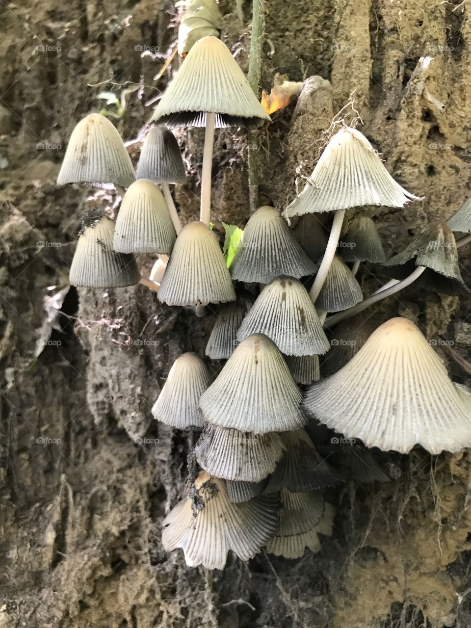 Adorable little umbrella shaped mushrooms growing in the forest. 