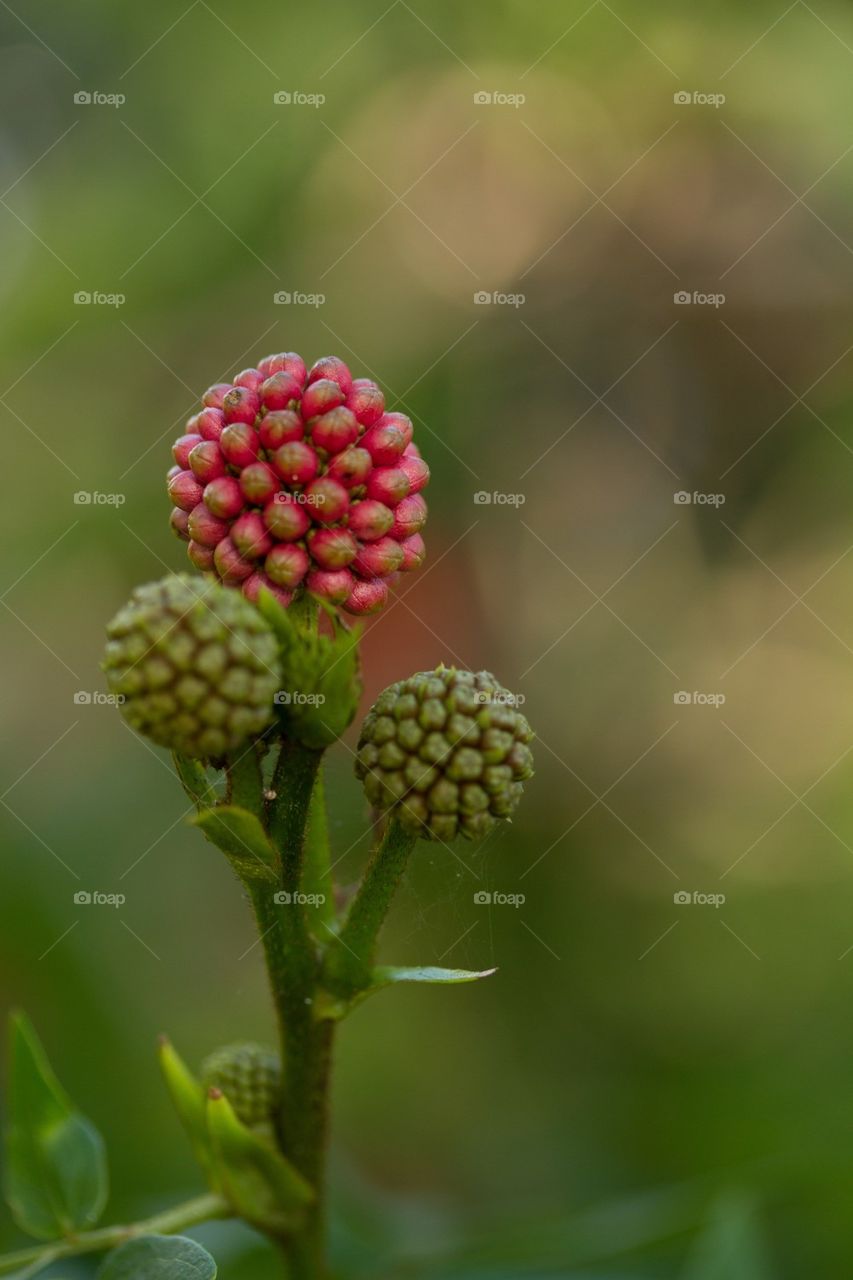 Macro Flower Buds