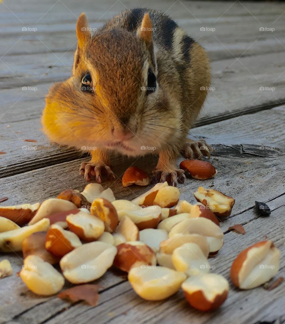 Chipmunk
