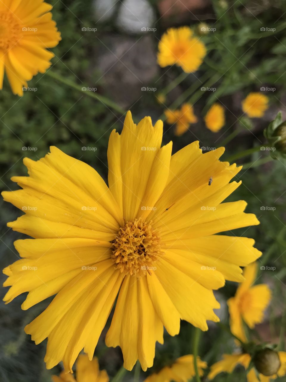 Minimalist photo of a flower. 