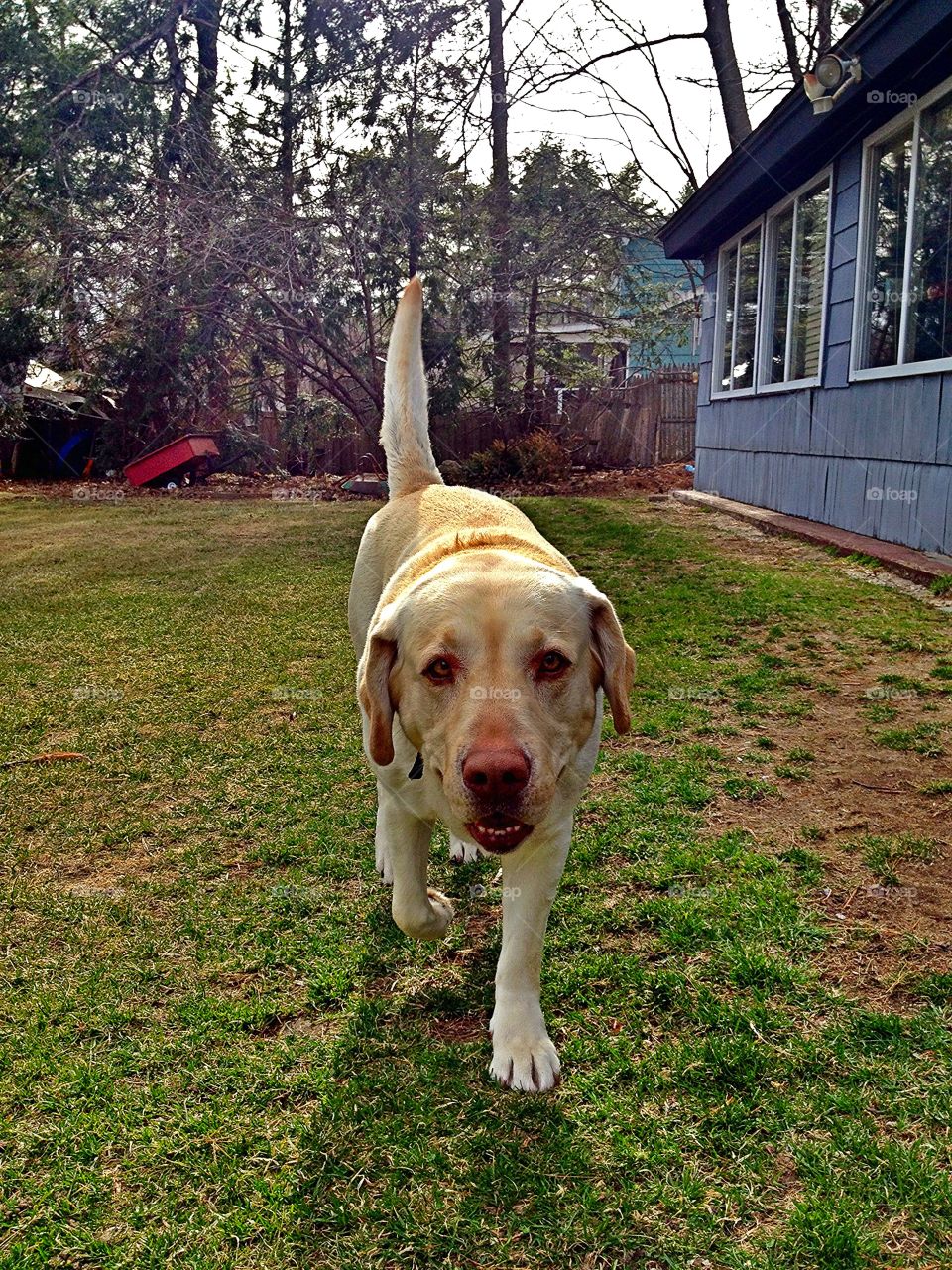 Yellow Lab