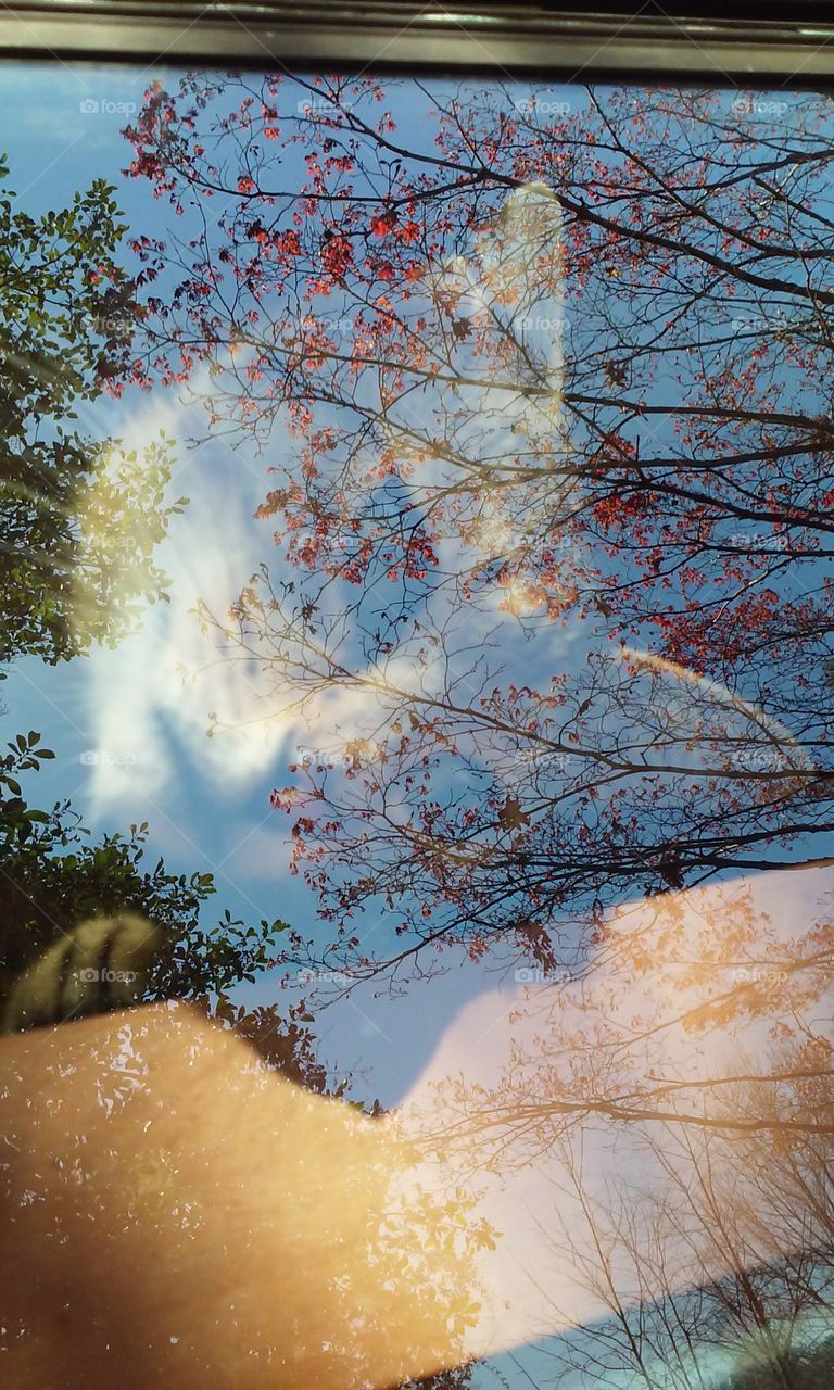 Reflection of cat and tree on the window glass
