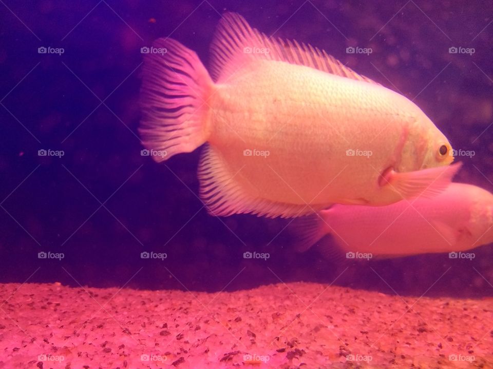 Beautiful Fish in Aquarium